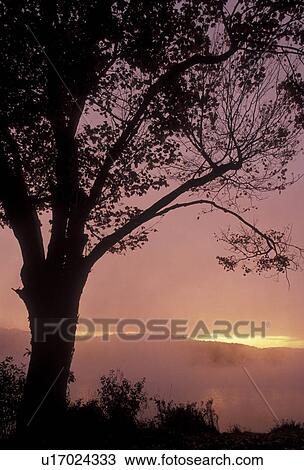 tree, sunrise, sunset, fog, mist, Pennsylvania, Scenic silhouette of a tree at sunrise in Lackawanna State Park in the state of Pennsylvania. View Large Photo Image Stock Image - tree, sunrise, sunset, fog, mist, Pennsylvania, Scenic silhouette of a tree at sunrise in Lackawanna State Park in the state of Pennsylvania. . Fotosearch