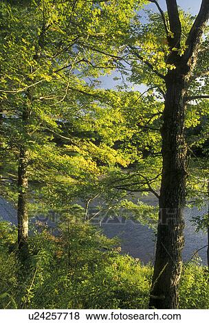 trees, Chattahoochee National Forest, Appalachian Mountains, North Georgia, Trees in the spring on the shores of Lake Winfield Scott in the early morning in the Chattahoochee Nat'l Forest in the state of Georgia. View Large Photo Image Stock Photo - trees, Chattahoochee National Forest, Appalachian Mountains, North Georgia, Trees in the spring on the shores of Lake Winfield Scott in the early morning in the Chattahoochee Nat'l Forest in the state of Georgia. . Fotosearch