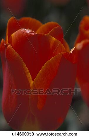 tulip, close-up, red, Longwood Gardens, Kennett Square, Pennsylvania, Close-up of a red tulip at Longwood Gardens in the springtime in Kennett Square in the state of Pennsylvania. View Large Photo Image Stock Photo - tulip, close-up, red, Longwood Gardens, Kennett Square, Pennsylvania, Close-up of a red tulip at Longwood Gardens in the springtime in Kennett Square in the state of Pennsylvania.. Fotosearch