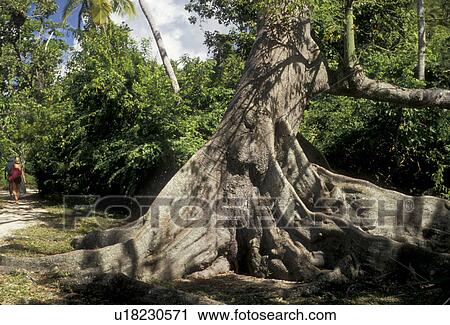 U. S. Virgin Islands, fig tree, St. John, Caribbean, Virgin Islands, USVI, U. S. V. I Fig Tree at Cinnamon Bay in Virgin Islands National Park on Saint John Island, US Virgin Islands. View Large Photo Image Stock Image - U. S. Virgin Islands, fig tree, St. John, Caribbean, Virgin Islands, USVI, U. S. V. I Fig Tree at Cinnamon Bay in Virgin Islands National Park on Saint John Island, US Virgin Islands. . Fotosearch