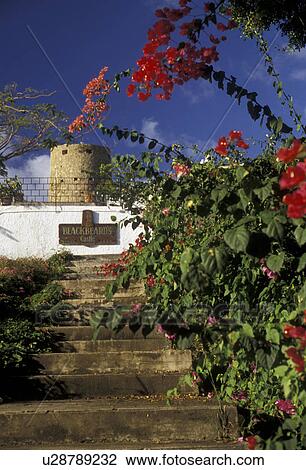 Stock Image -  U. S. Virgin Islands, St. Thomas, Virgin Islands, Caribbean, USVI, U. S. V. I Bougainvillea flowers decorate the grounds of Blackbeard's Castle in Charlotte Amalie the territorial capital of the US Virgin Islands on Saint Thomas Island. . Fotosearch