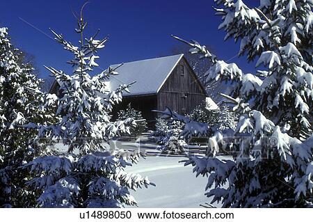 Stock Image -  Vermont, barn, A barn in Calais surrounded by snow covered evergreen trees on a clear winter day . Fotosearch