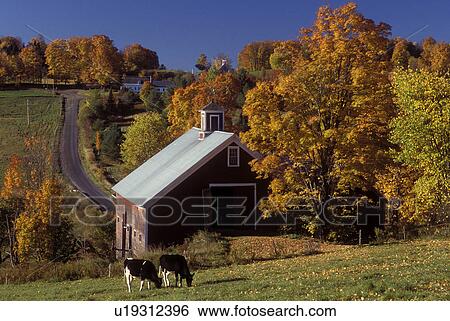 Vermont, barn, fall, foliage, Cows grazing in a field near a red barn in the fall in East Montpelier. View Large Photo Image Stock Photograph - Vermont, barn, fall, foliage, Cows grazing in a field near a red barn in the fall in East Montpelier.. Fotosearch