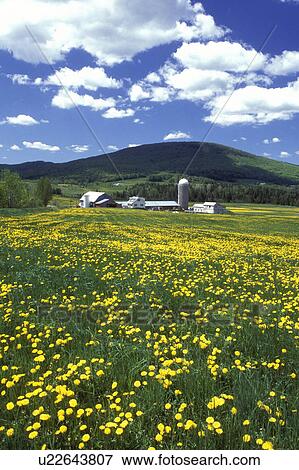 Vermont, dandelion, Scenic view of a farm in a green field with yellow dandelions in the spring in Barton View Large Photo Image Stock Photo - Vermont, dandelion, Scenic view of a farm in a green field with yellow dandelions in the spring in Barton . Fotosearch