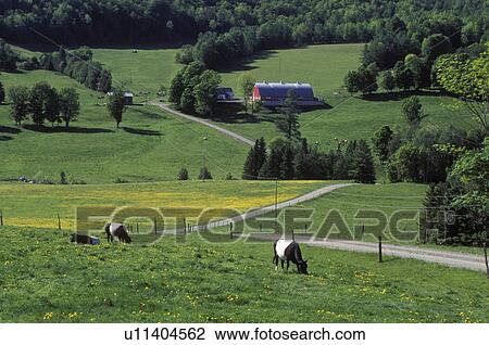 Vermont, Dutch-Belted cows grazing in a pasture on Diamond Heart Farm in the spring. View Large Photo Image Stock Image - Vermont, Dutch-Belted cows grazing in a pasture on Diamond Heart Farm in the spring.. Fotosearch