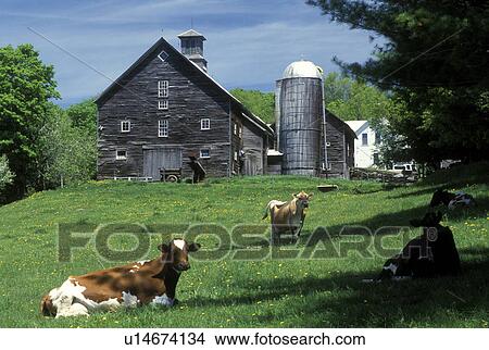 Picture -  Vermont, farm, cows, Dairy cows resting in a pasture on Perfect Maple Farm in East Montpelier.. Fotosearch