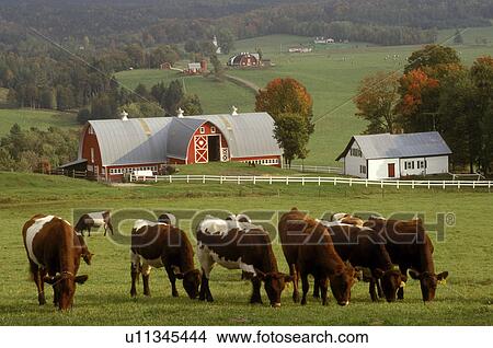 Vermont, farm, Cows grazing in pasture at the scenic Diamond Heart Heart farm in the fall in East Albany View Large Photo Image Picture - Vermont, farm, Cows grazing in pasture at the scenic Diamond Heart Heart farm in the fall in East Albany . Fotosearch