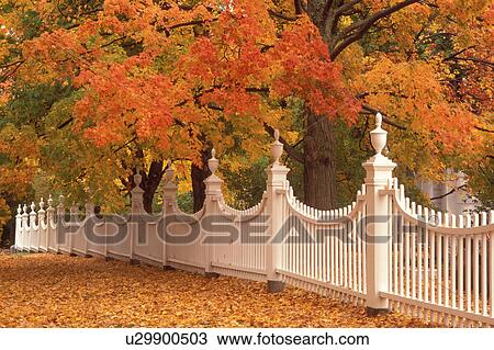 Stock Image -  Vermont, fence, foliage, A white fence stretches along a cluster of colorful maple trees in Bennington.. Fotosearch