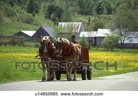 Vermont, horse carriage, Team of Belgian work horses pulls Grandpa's Wagon Rides on a country road next to a field of yellow dandelions in Strafford View Large Photo Image Stock Photography - Vermont, horse carriage, Team of Belgian work horses pulls Grandpa's Wagon Rides on a country road next to a field of yellow dandelions in Strafford . Fotosearch