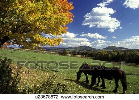 Vermont, Horses grazing in pasture in the fall in Peacham. View Large Photo Image Stock Image - Vermont, Horses grazing in pasture in the fall in Peacham.. Fotosearch