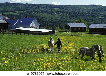 Vermont, Men leading Icelandic horses in a green pasture full of yellow dandelions on a farm in the spring in Wheelock. View Large Photo Image Stock Photography - Vermont, Men leading Icelandic horses in a green pasture full of yellow dandelions on a farm in the spring in Wheelock.. Fotosearch