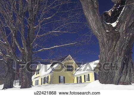 Vermont, Pomfret, VT, Yellow house surrounded by large maple trees, blue sky, daylight, snow, winter. View Large Photo Image Stock Photo - Vermont, Pomfret, VT, Yellow house surrounded by large maple trees, blue sky, daylight, snow, winter.. Fotosearch