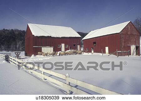 Stock Photo -  Vermont, red barn, VT, Sheep standing in the snow-covered field next to the red barn on Otterman Farm in West Topsham in the winter. . Fotosearch