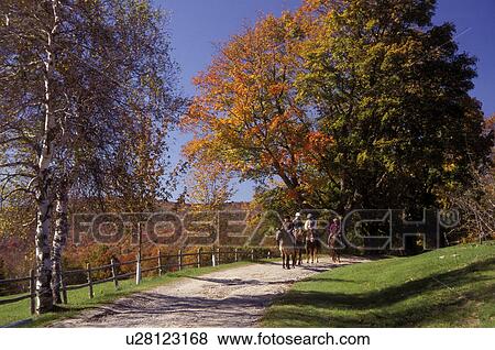 Vermont, Stowe, Horseback riding on the dirt road leading to Peterson Farm on a sunny fall day in Stowe., View Large Photo Image Stock Photo - Vermont, Stowe, Horseback riding on the dirt road leading to Peterson Farm on a sunny fall day in Stowe., . Fotosearch