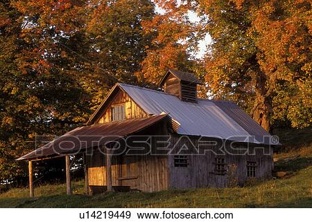 Vermont, sugarhouse, fall, foliage, Sugarhouse in the fall surrounded by colorful maple trees in Peacham. View Large Photo Image Stock Photo - Vermont, sugarhouse, fall, foliage, Sugarhouse in the fall surrounded by colorful maple trees in Peacham.. Fotosearch