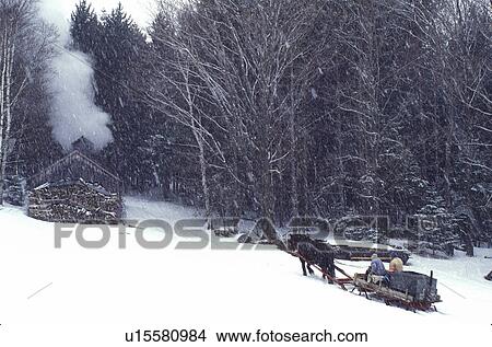 Vermont, sugaring, sugarhouse, A horse pulls a sleigh through a field of snow on a snowy day toward a steaming sugarhouse on Carpenter Farm in Cabot. View Large Photo Image Picture - Vermont, sugaring, sugarhouse, A horse pulls a sleigh through a field of snow on a snowy day toward a steaming sugarhouse on Carpenter Farm in Cabot.. Fotosearch
