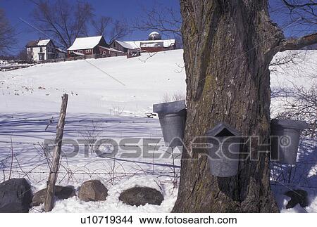 Vermont, VT, Buckets on a maple tree on a farm in Rockingham in the snow in early spring View Large Photo Image Picture - Vermont, VT, Buckets on a maple tree on a farm in Rockingham in the snow in early spring . Fotosearch