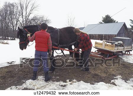 Vermont, VT, Men harnessing horse to sleigh for collecting sap for maple sugaring on Carpenter Farm in Cabot in the snow in the early spring View Large Photo Image Stock Image - Vermont, VT, Men harnessing horse to sleigh for collecting sap for maple sugaring on Carpenter Farm in Cabot in the snow in the early spring . Fotosearch