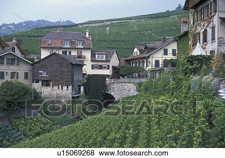 vineyard, Switzerland, Lavaux, Vaud, Europe, The picturesque village of Epesses surrounded by vineyards in the Canton of Vaud. View Large Photo Image Stock Photo - vineyard, Switzerland, Lavaux, Vaud, Europe, The picturesque village of Epesses surrounded by vineyards in the Canton of Vaud.. Fotosearch