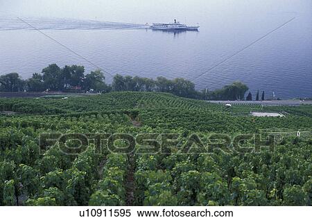 vineyard, Switzerland, Lavaux, Vaud, Europe, A scenic view of the steep mountainside of vineyards from La Corniche looks down to Lake Geneva (Lac Leman) as a tourboat cruises by in the Canton of Vaud. View Large Photo Image Stock Photography - vineyard, Switzerland, Lavaux, Vaud, Europe, A scenic view of the steep mountainside of vineyards from La Corniche looks down to Lake Geneva (Lac Leman) as a tourboat cruises by in the Canton of Vaud.. Fotosearch