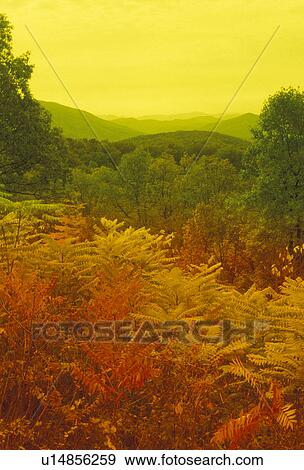 Virginia, Blue Ridge Parkway, Blue Ridge, Blue Ridge Mountains, Appalachian Mountains, Scenic view of Jefferson National Forest in the fall (filter) from the Blue Ridge Parkway in the state of Virginia. View Large Photo Image Stock Photo - Virginia, Blue Ridge Parkway, Blue Ridge, Blue Ridge Mountains, Appalachian Mountains, Scenic view of Jefferson National Forest in the fall (filter) from the Blue Ridge Parkway in the state of Virginia.. Fotosearch