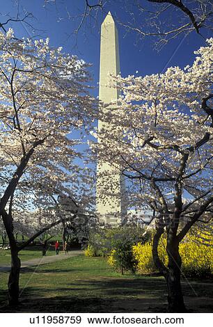 Stock Photo -  Washington Monument, Washington, DC, District of Columbia, capital city, Cherry blossoms surround the Washington Monument in the spring in Washington, D. C.. Fotosearch