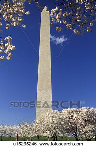 Washington Monument, Washington, DC, District of Columbia, capital city, Cherry blossoms surround the Washington Monument in the spring in Washington, D. C. View Large Photo Image Stock Photograph - Washington Monument, Washington, DC, District of Columbia, capital city, Cherry blossoms surround the Washington Monument in the spring in Washington, D. C.. Fotosearch
