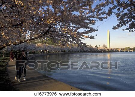 Washington Monument, Washington, DC, District of Columbia, capital city, Cherry trees in bloom surround the Tidal Basin with the Washington Monument in the background in the spring in Washington, D. C. View Large Photo Image Stock Photograph - Washington Monument, Washington, DC, District of Columbia, capital city, Cherry trees in bloom surround the Tidal Basin with the Washington Monument in the background in the spring in Washington, D. C.. Fotosearch