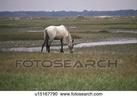 wild horse, Cumberland Island, Georgia, A feral horse is grazing in the marsh on Cumberland Island National Seashore. View Large Photo Image Stock Image - wild horse, Cumberland Island, Georgia, A feral horse is grazing in the marsh on Cumberland Island National Seashore.. Fotosearch