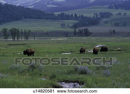 Yellowstone National Park, bison, buffalo, Wyoming, A herd of buffalo grazing on the lush grasslands next to a stream in Yellowstone National Park. View Large Photo Image Stock Image - Yellowstone National Park, bison, buffalo, Wyoming, A herd of buffalo grazing on the lush grasslands next to a stream in Yellowstone National Park. . Fotosearch