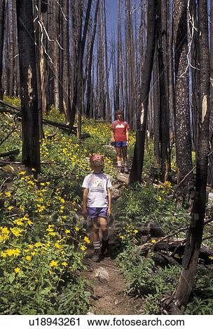 Stock Image -  Yellowstone National Park, hiking, forest fire, Yellowstone, Wyoming, natural disaster, Mother and daughter hike through forest which was burned in the 1988 forest fire in Yellowstone National Park in the state of Wyoming. Yellow wildflowers growing on t. Fotosearch