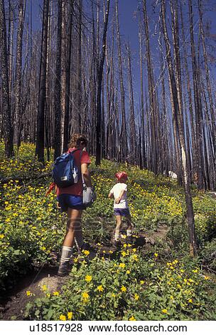 Yellowstone National Park, hiking, forest fire, Yellowstone, Wyoming, Mother and daughter hike through the burned forest from the 1988 forest fire in Yellowstone National Park in the state of Wyoming. Yellow wildflowers grow on the forest floor showing r View Large Photo Image Stock Photo - Yellowstone National Park, hiking, forest fire, Yellowstone, Wyoming, Mother and daughter hike through the burned forest from the 1988 forest fire in Yellowstone National Park in the state of Wyoming. Yellow wildflowers grow on the forest floor showing r. Fotosearch