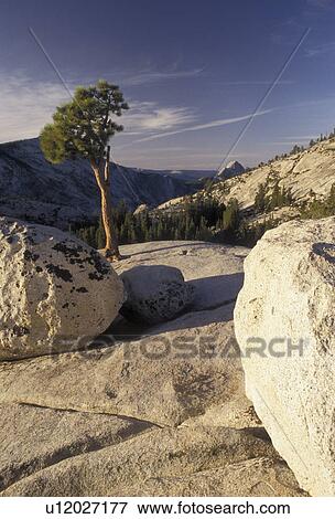Stock Photo -  Yosemite, Yosemite National Park, Sierra Nevada Mountains, California, Scenic view of boulders and lone tree at Olmsted Point in Yosemite Nat'l Park in the state of California.. Fotosearch