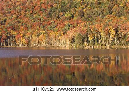 Stock Photography -  autumn, reflection, lake, Eden, VT, Vermont, Colorful fall foliage reflecting in the calm water of Long Pond (Belvedere Pond) in the autumn.. Fotosearch