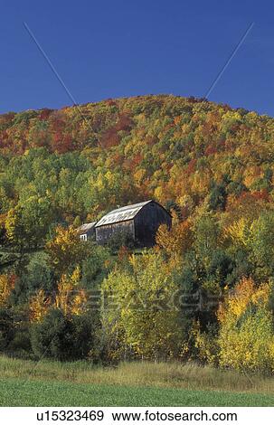 Stock Photo -  barn, fall, Barnet, VT, Vermont, Brown barn surrounded by colorful fall foliage in Barnet in the autumn.. Fotosearch