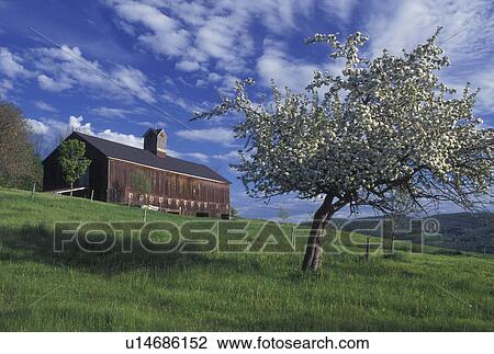 Stock Image -  barn, spring, Barnet, VT, Vermont, Large brown barn on a farm in Barnet in the spring.. Fotosearch