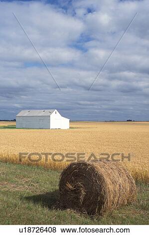 Stock Photo -  barn, wheat field, SD, South Dakota, Roberts County, White barn in the middle of a golden wheat field under gray clouds. Hay bale in the foreground.. Fotosearch