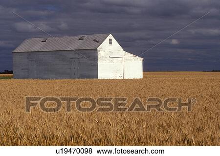 Stock Photo -  barn, wheat field, SD, South Dakota, Roberts County, White barn in the middle of a golden wheat field under gray clouds.. Fotosearch