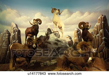 bighorn, taxidermy, Mitchell, SD, South Dakota, Wildlife exhibit inside Cabela's Outdoor Retail Store View Large Photo Image Stock Image - bighorn, taxidermy, Mitchell, SD, South Dakota, Wildlife exhibit inside Cabela's Outdoor Retail Store. Fotosearch