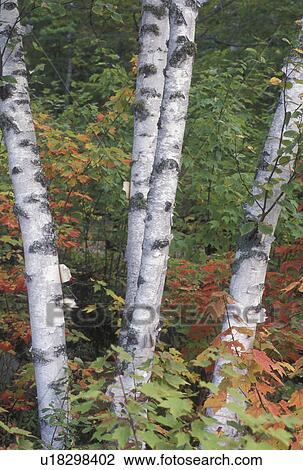 birch tree, fall, Groton State Forest, VT, Vermont, Birch trees surrounded by colorful fall foliage in Groton State Forest in the autumn. View Large Photo Image Stock Image - birch tree, fall, Groton State Forest, VT, Vermont, Birch trees surrounded by colorful fall foliage in Groton State Forest in the autumn.. Fotosearch