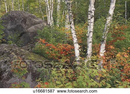 birch tree, fall, Groton State Forest, VT, Vermont, Birch trees and colorful fall foliage surrounds boulders in Groton State Forest in the autumn. View Large Photo Image Stock Photo - birch tree, fall, Groton State Forest, VT, Vermont, Birch trees and colorful fall foliage surrounds boulders in Groton State Forest in the autumn.. Fotosearch