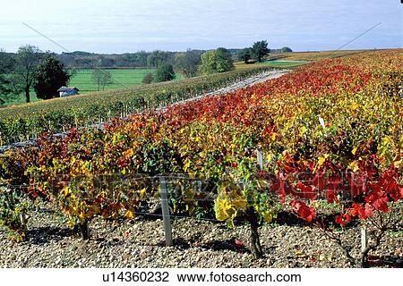 Bordeaux Wine Region, vineyard, France, Gironde, Cos d'Estournel, Aquitaine, Europe, Medoc Vineyards View Large Photo Image Stock Image - Bordeaux Wine Region, vineyard, France, Gironde, Cos d'Estournel, Aquitaine, Europe, Medoc Vineyards. Fotosearch