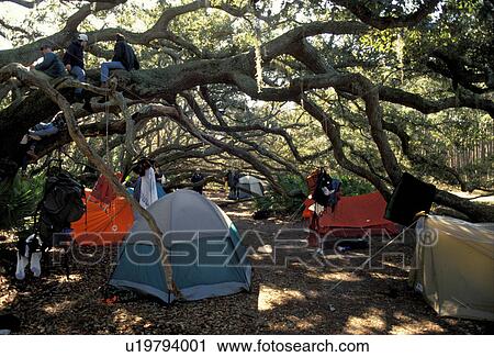 camping, Cumberland Island, Georgia, GA, Camping at Stafford Beach under the live oak trees on Cumberland Island National Seashore. View Large Photo Image Stock Image -  camping, Cumberland Island, Georgia, GA, Camping at Stafford Beach under the live oak trees on Cumberland Island National Seashore.. Fotosearch