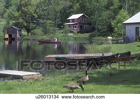 canoe, geese, pond, spring, Maple Corners, VT, Vermont, Man canoes on the quiet waters of Curtis Pond while family of geese rest on the bank in the spring in Maple Corners. View Large Photo Image Picture - canoe, geese, pond, spring, Maple Corners, VT, Vermont, Man canoes on the quiet waters of Curtis Pond while family of geese rest on the bank in the spring in Maple Corners.. Fotosearch