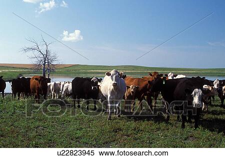 Stock Photography -  cattle, cows, SD, South Dakota, Sisseton Indian Reservation, Day County, Coteau des Prairies, A herd of beef cattle.. Fotosearch