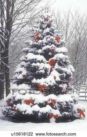stock photo of christmas tree bows ribbons outdoor decorations holiday snow winter a large snow covered outdoor christmas tree is decorated with red - Outdoor Christmas Ribbon Decorations stock photo of christmas tree bows ribbons outdoor decorations holiday snow winter a large snow covered outdoor christmas tree is decorated with red - Outdoor Christmas Ribbon Decorations