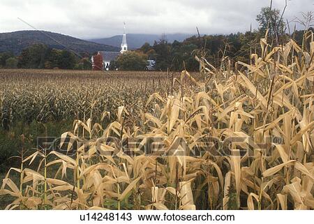 Stock Image -  church, fall, Waitsfield, VT, Vermont, Scenic view of the United Church of Christ surrounded by colorful fall foliage from a cornfield with the Green Mountains in the background in autumn.. Fotosearch