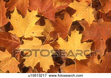 close-up, maple leaves, autumn, A cluster of colorful (red, yellow, orange) maple leaves on the ground in the state of Vermont. View Large Photo Image Stock Photo - close-up, maple leaves, autumn, A cluster of colorful (red, yellow, orange) maple leaves on the ground in the state of Vermont. . Fotosearch