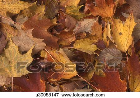 Stock Photo -  close-up, maple leaves, autumn, A cluster of colorful drying maple leaves on the ground in the state of Vermont. . Fotosearch