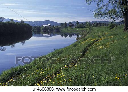 Stock Image -  Connecticut River, dandelions, spring, Newbury, VT, Vermont, Yellow dandelions grow along the Connecticut River winding along through picturesque farmland in Newbury in the spring.. Fotosearch